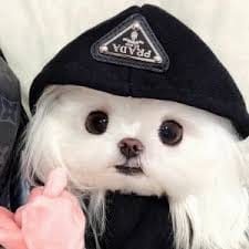 Trần Văn Tuấn avatar